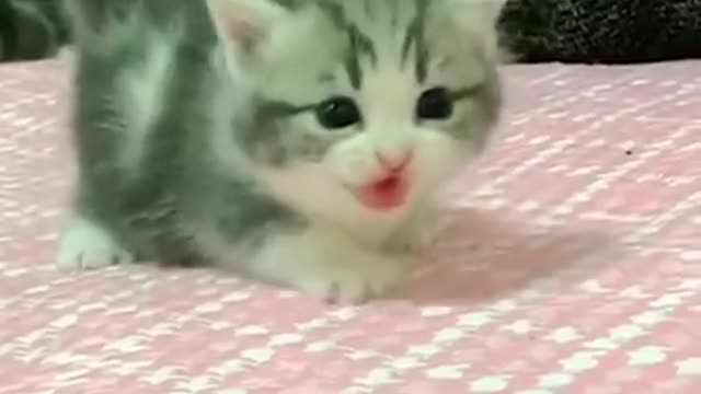 bayi kucing comel banget