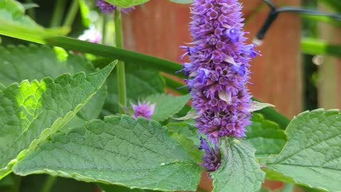 Anise hyssop