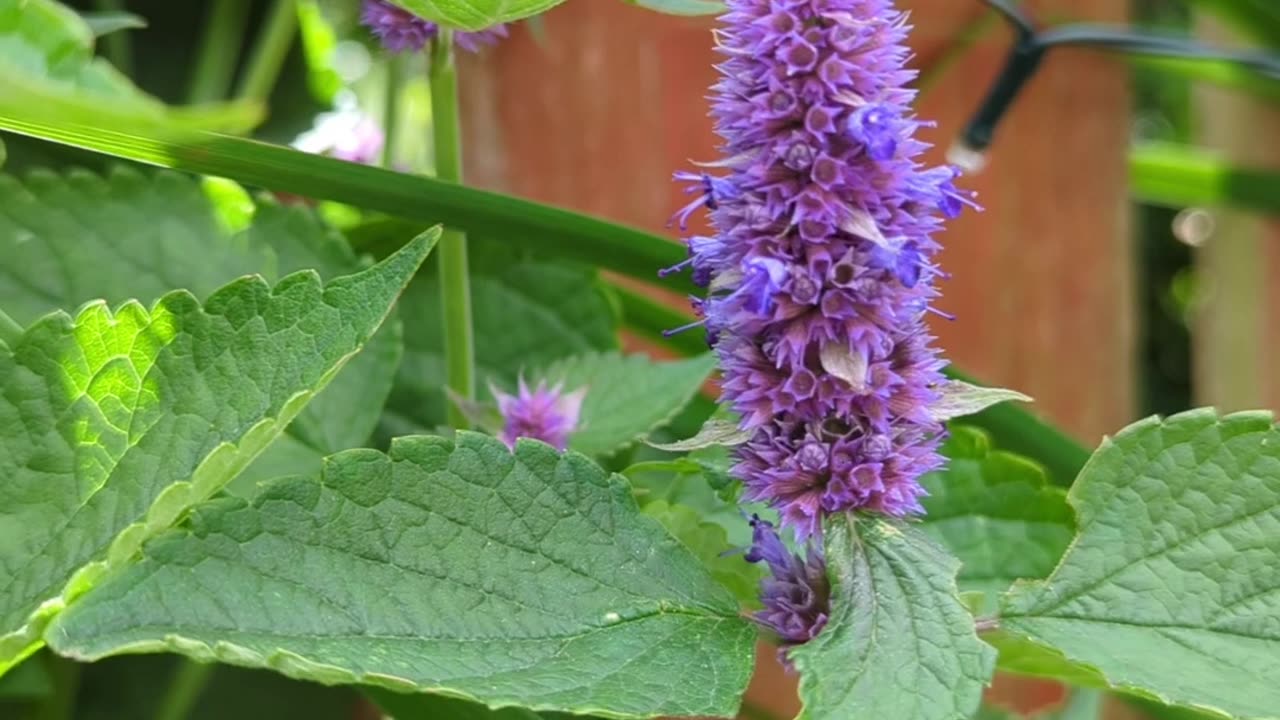 Anise hyssop