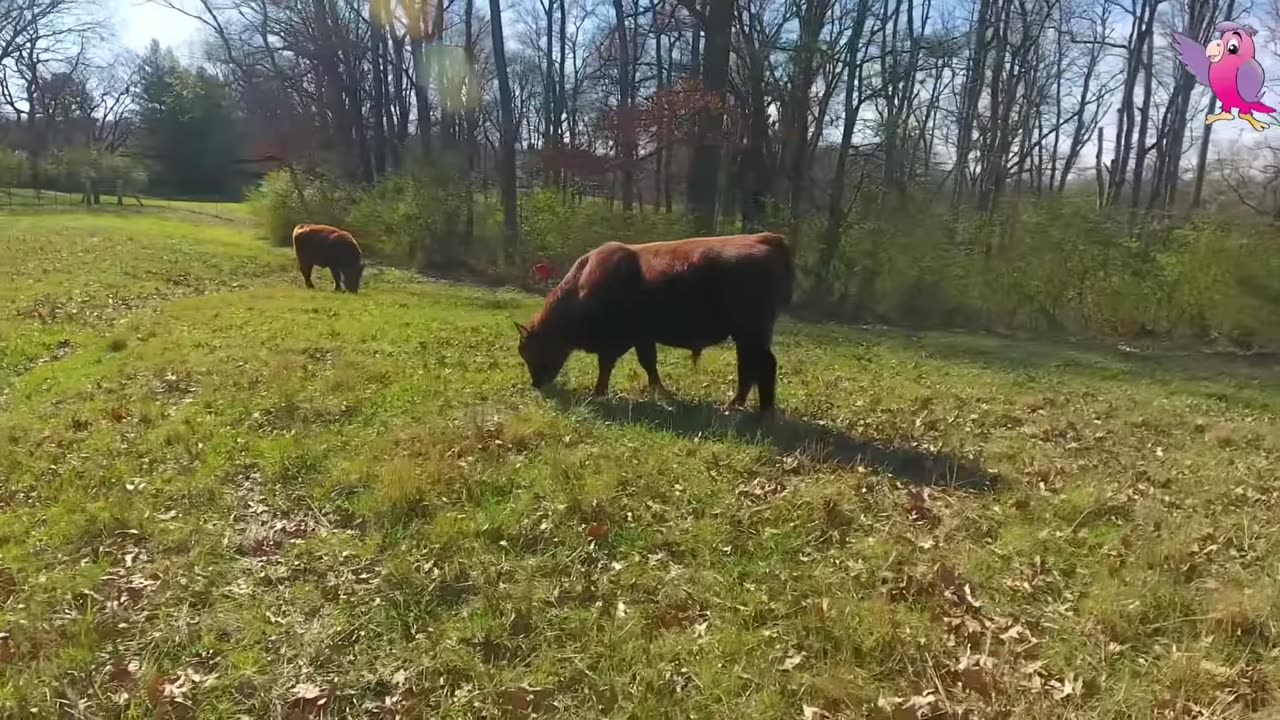 Cow Video 🐄🐮 Cow Mooing and Grazing In a Field.