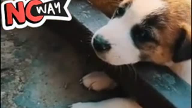 Lovely dog viral videos