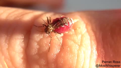 Hungry mosquitos sucks until burst😄