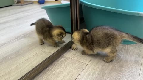 Kittens fighting near the mirror and mother cat is so cute