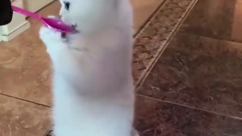 Funny Cats