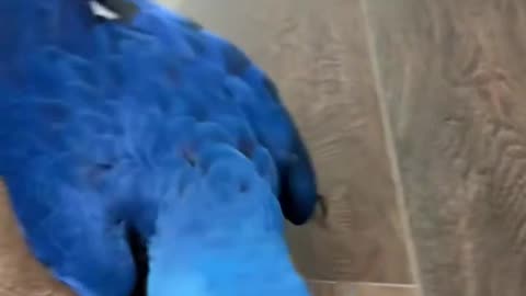 A Parrot's Journey from Egg to Best Friend ❤️