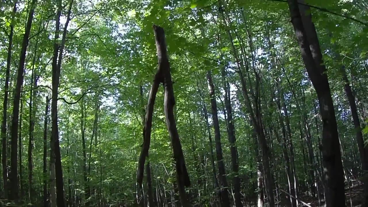 Tree Stand Station Setup #2 :: Saddle Hunting