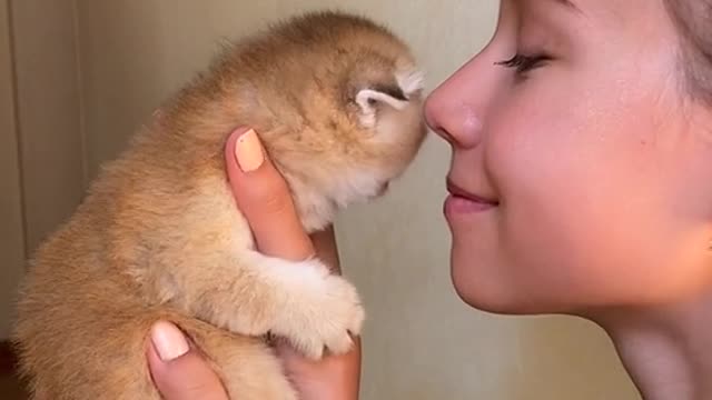 Animal cat video