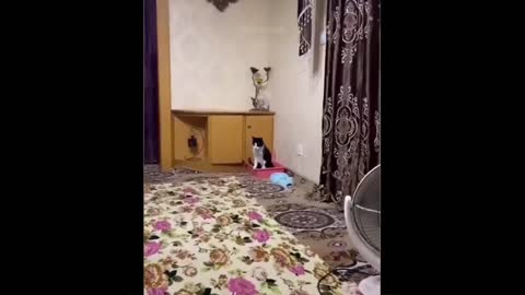 Funniest Cats And Dogs - Best Of The 2022 Funny Animal Videos.#31