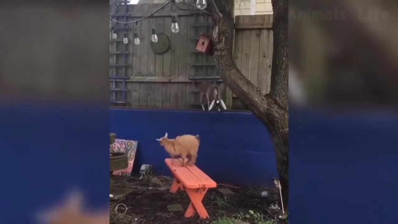 The Best Funny Cats And Dogs Videos