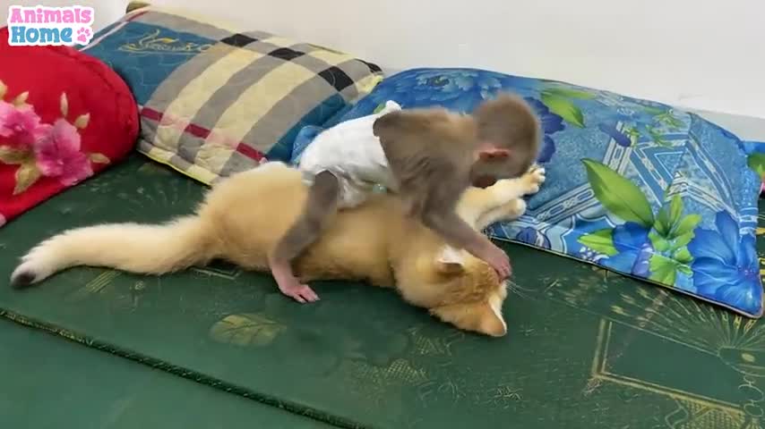 Beautiful pugs playing with his owner