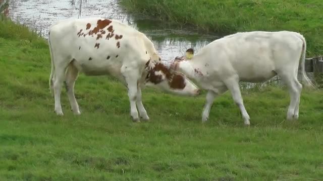 Two cows fighting with Funny 😊🥰