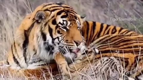 baby tiger cubs playing with dad 🐅🐯