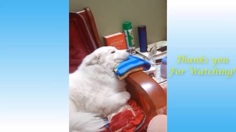 Cute and Funny Puppies 😍 Compilation 3