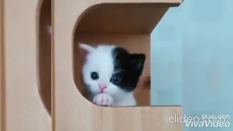 Cute animals compilation.
