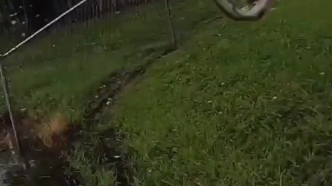 This is a beautiful and charming water-dwelling species