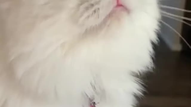Adorable Cat with Weird Meowing