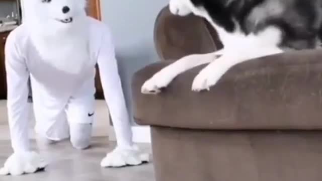 Dog gets scared