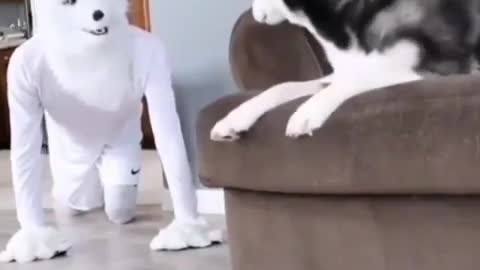 Dog gets scared