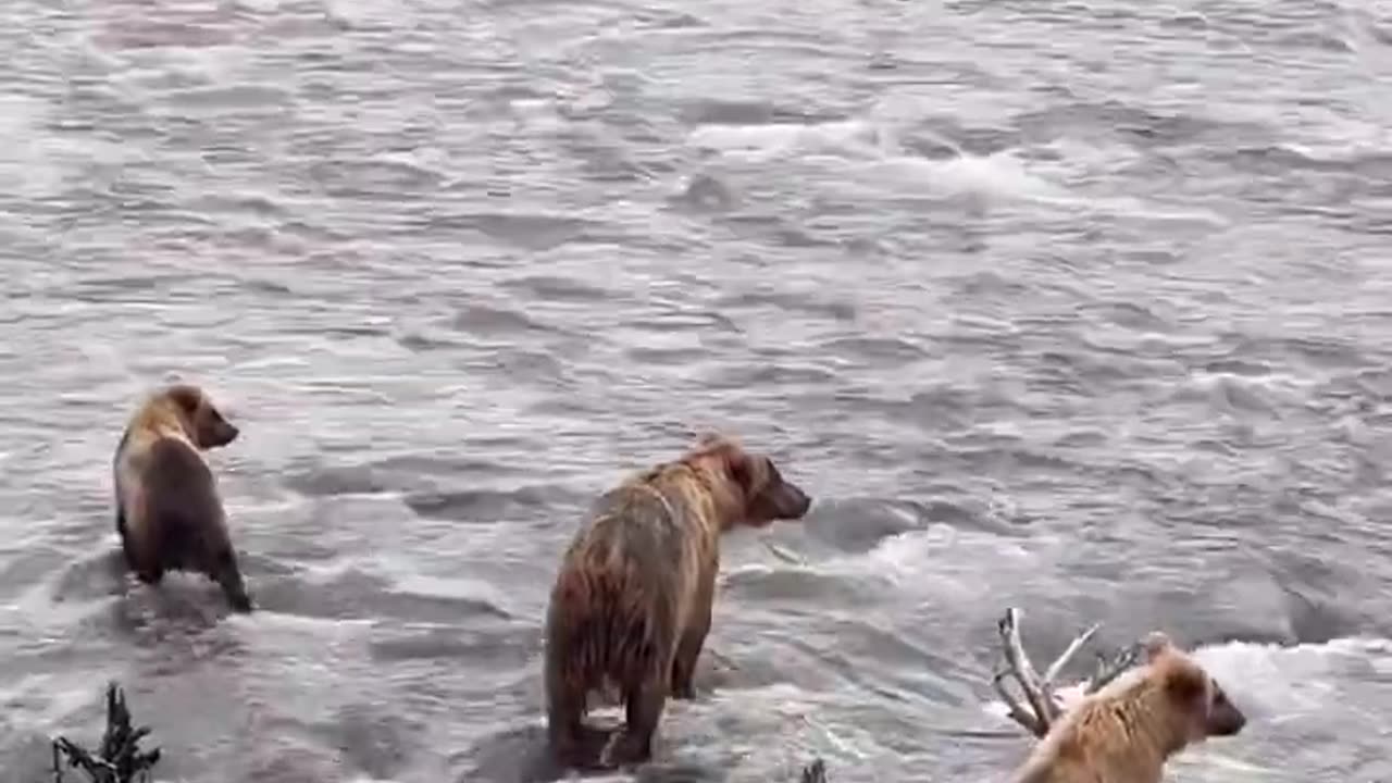 Brown bears waiting for salmon at the falls.