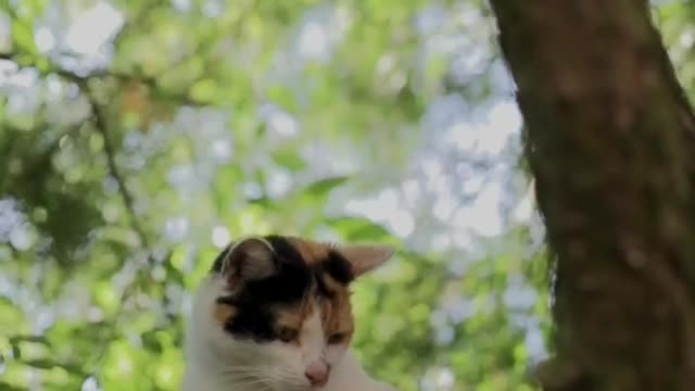 Cute cat