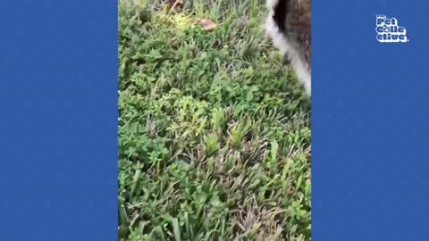 Try not laugh Raccoon chaos