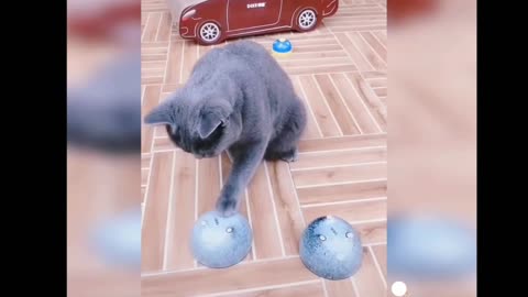 Is this cat able to find out the ball?