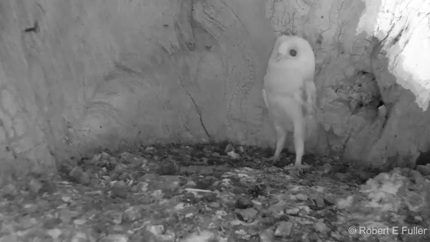 This barn owl chick has never heard thunder before. At just two and a half months