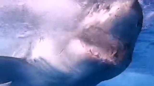 Are you afraid to see the fierce great white shark