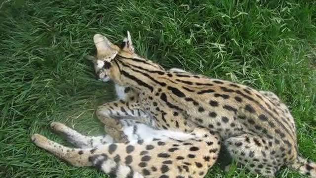 Gatos salvajes africanos se demuestran amor mutuo