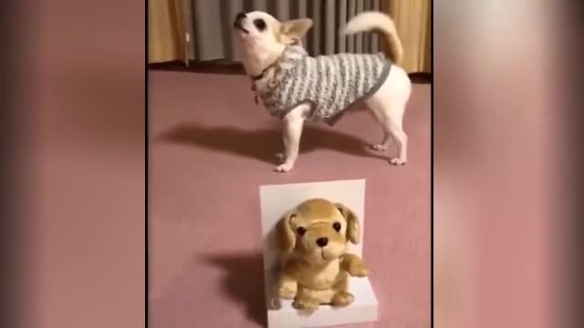 ANIMALS WE LOVE ARE FUNNY