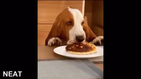 Dog try’s to steal pancake