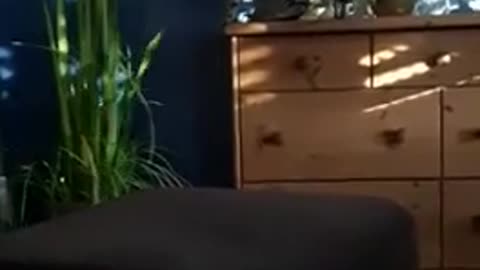 Cat kills the plant