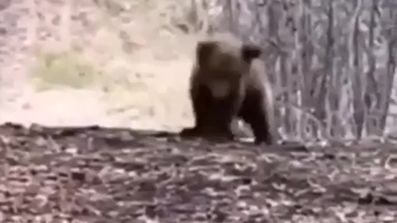 Baby bear doing a dance