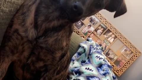 Dog gets mad at owner