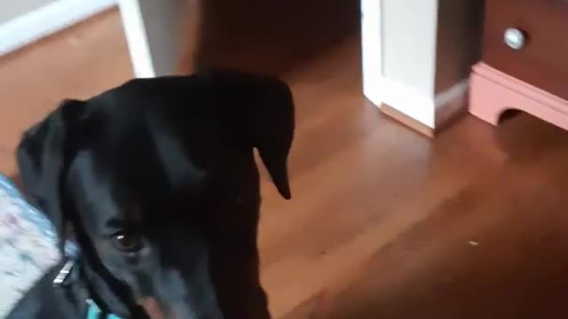 Dog Lets Owner Know It's Time for Leash Training... After THIS Happens!