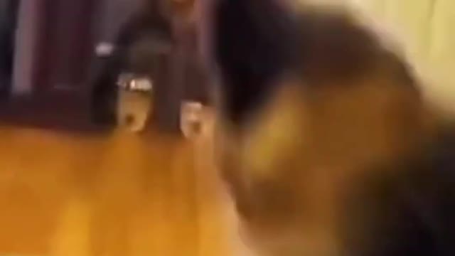 Funny Cat Video
