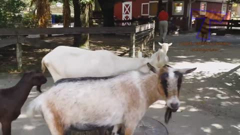 FORGET CATS! Funny KIDS vs ZOO ANIMALS are WAY FUNNIER! - TRY NOT TO LAUGH