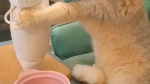 Who let the cats out of the kitchen?