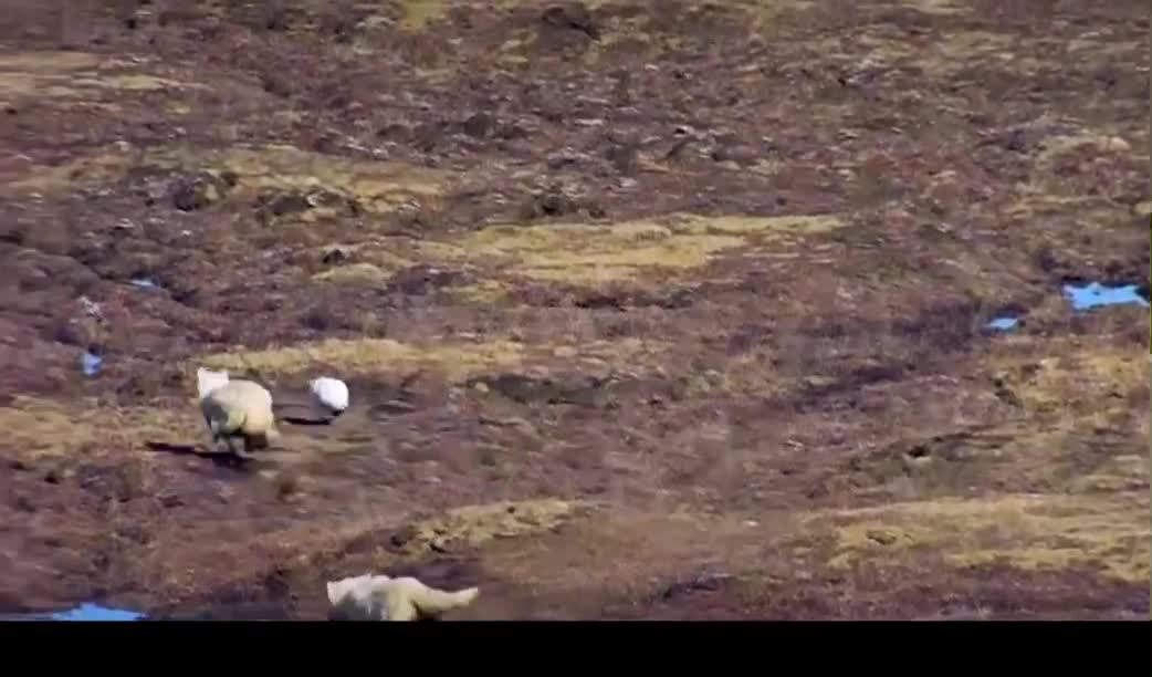 Don't want to be eaten, run as fast as you can, don't stop