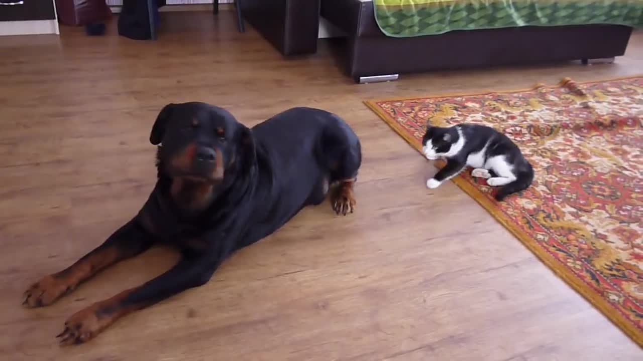 cat and dog