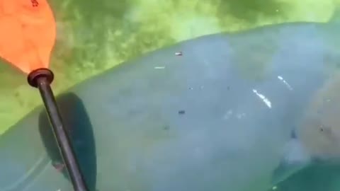 This is a beautiful and charming water-dwelling species