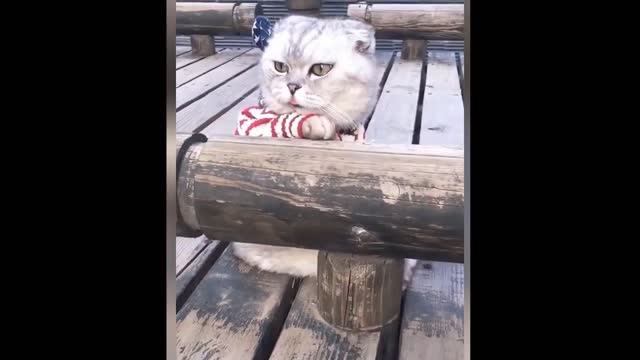 Cute and Baby Cats Video Compilation -2