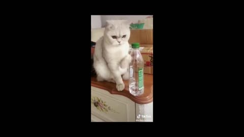 Intelligent cat video