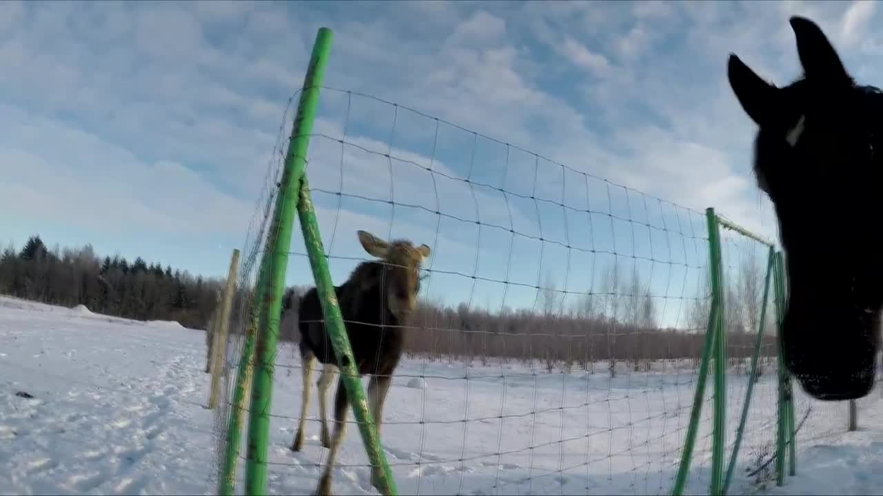 Emma the moose and her horse friends