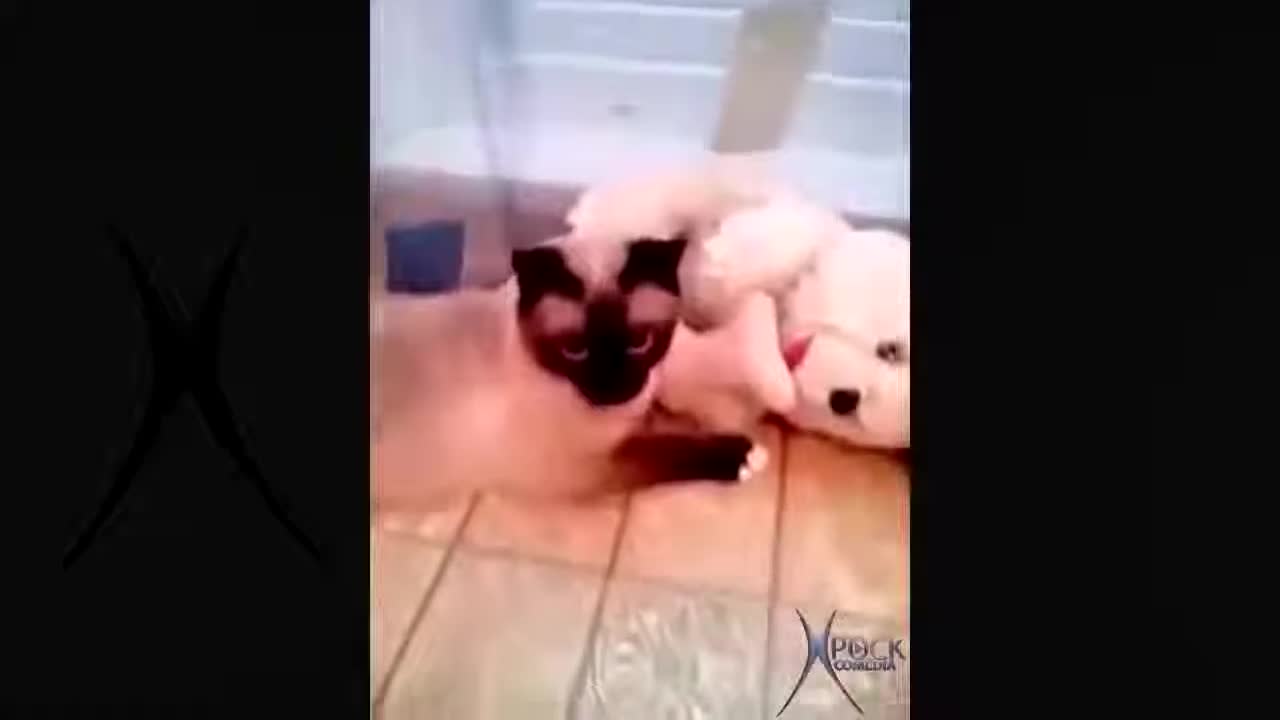lots of funny cats and playing (IMPOSSIBLE NOT TO LAUGH)
