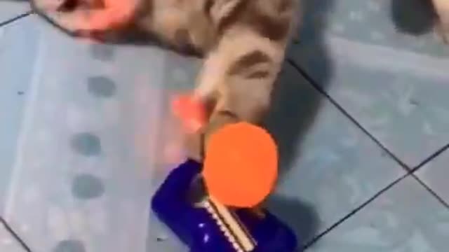 funny cat