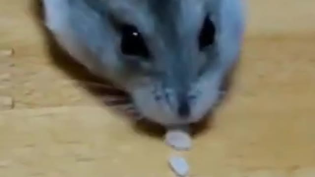 Hamster Pacman | Funny Animals | Funny Pets #shorts