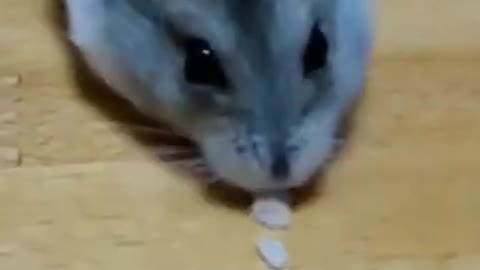 Hamster Pacman | Funny Animals | Funny Pets #shorts