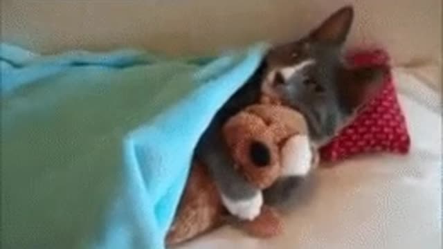 Cat sleep