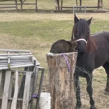 CAT WITH HIS BEST FRIEND